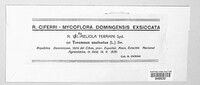 Meliola teramni image